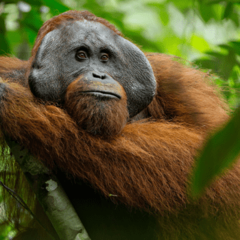 Studying Orangutans in Borneo with Samantha Vee
